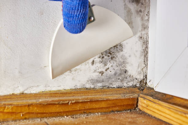 Best Mold Remediation for Healthcare Facilities  in Fort Carson, CO